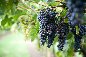 Red Wine Grapes on a vine vines on Lake Garda in Italy. The grapes are ripe.