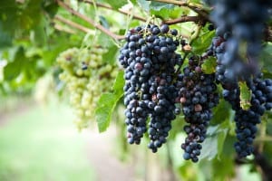 grapes-wine
